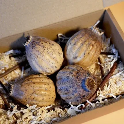 BUY DRIED POPPY HEADS, dried poppy heads, martin dried poppy heads, buy dried poppy heads, dried poppy heads uk, where to buy dried poppy heads, giant dried poppy heads, what to do with dried poppy heads, dried poppy heads australia, dried poppy heads wholesale, dried poppy heads on stems, dried poppy heads for sale